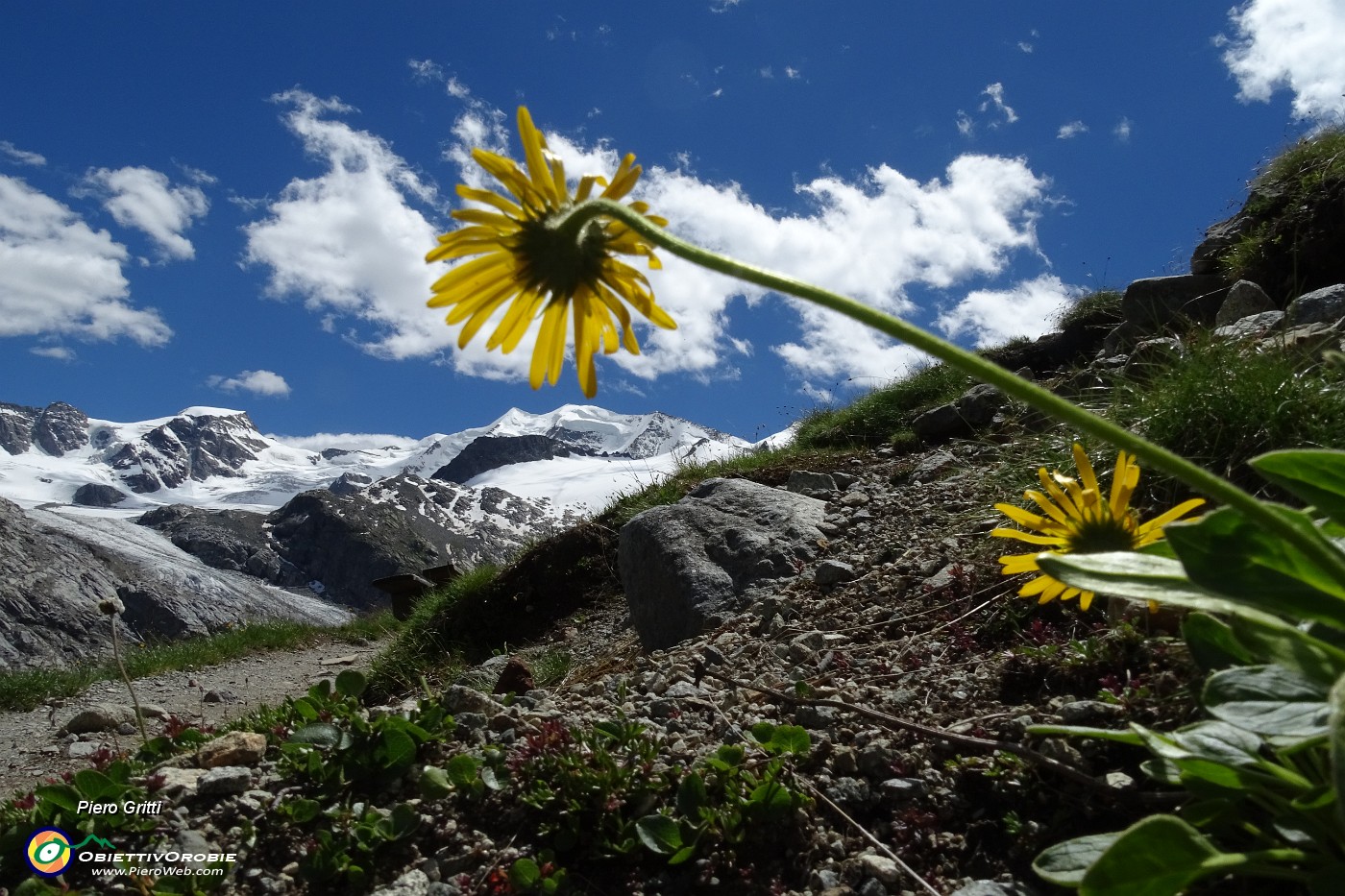 41 Doronico del granito  (Doronicum clusii).JPG